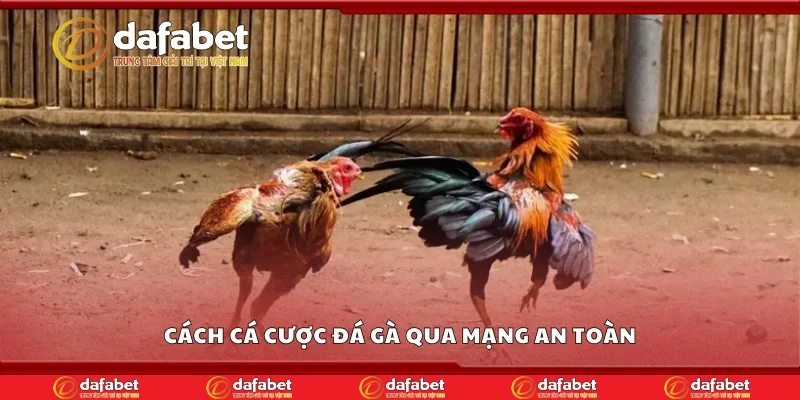 Cách cá cược đá gà qua mạng an toàn