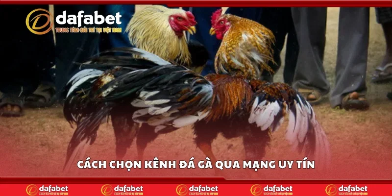 Cách chọn kênh đá gà qua mạng uy tín