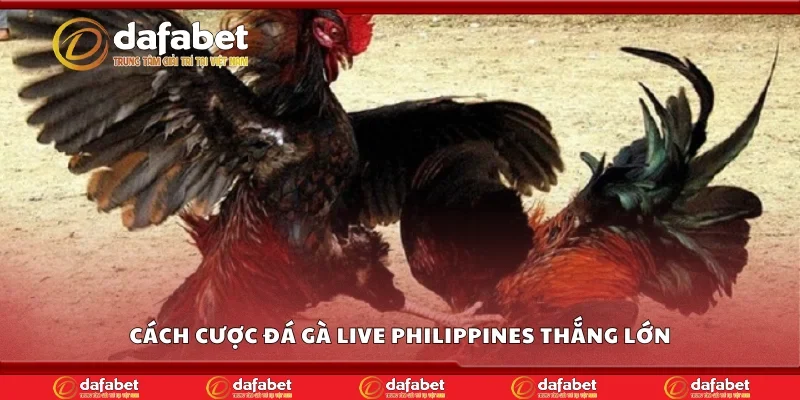 Cách cược đá gà live Philippines thắng lớn