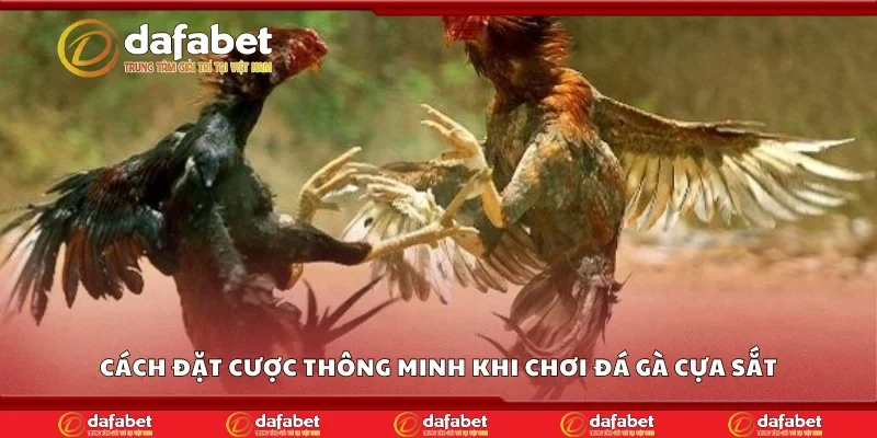 Cách đặt cược thông minh khi chơi đá gà cựa sắt
