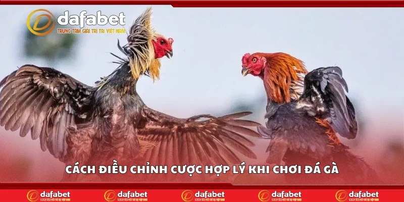 Cách điều chỉnh cược hợp lý khi chơi đá gà