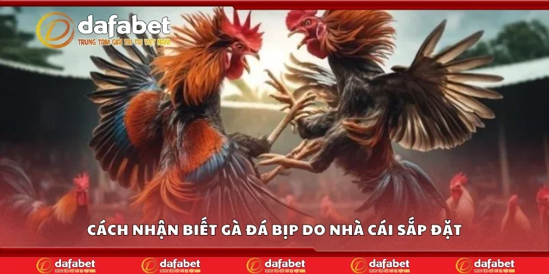 Cách nhận biết gà đá bịp do nhà cái sắp đặt