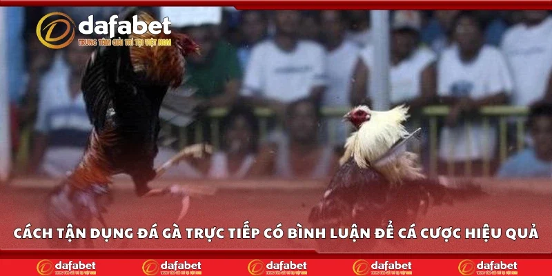 Cách tận dụng đá gà bình luận viên để cá cược hiệu quả