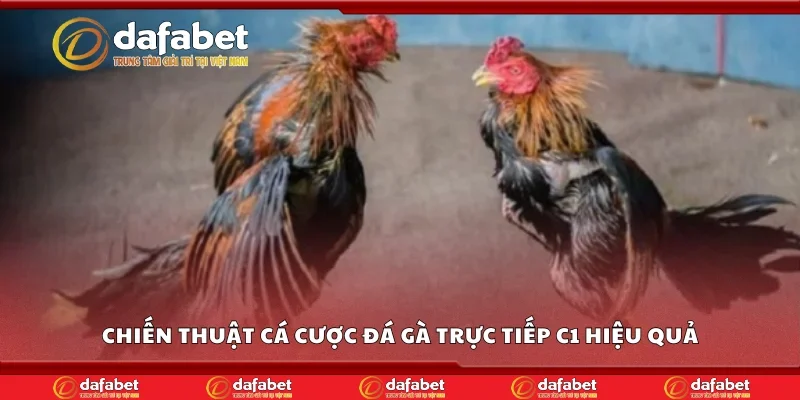Chiến thuật cá cược đá gà trực tiếp C1 hiệu quả