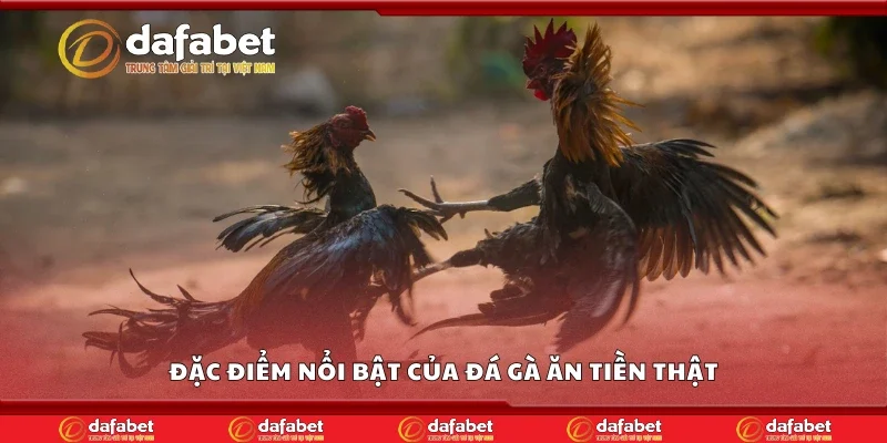 Đặc điểm nổi bật của đá gà ăn tiền thật