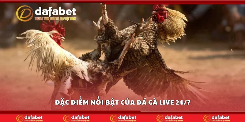 Đặc điểm nổi bật của đá gà live 24/7