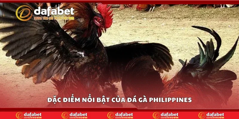 Đặc điểm nổi bật của đá gà Philippines