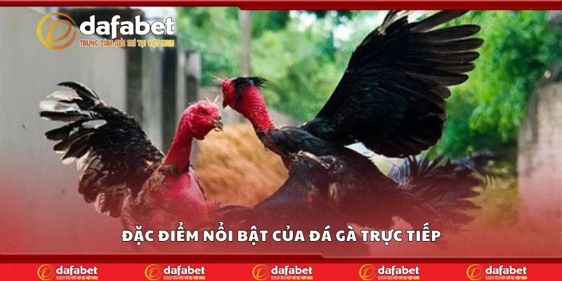 Đặc điểm nổi bật của đá gà trực tiếp