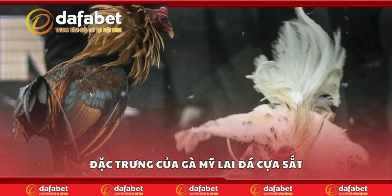 Đặc trưng của gà Mỹ lai đá cựa sắt