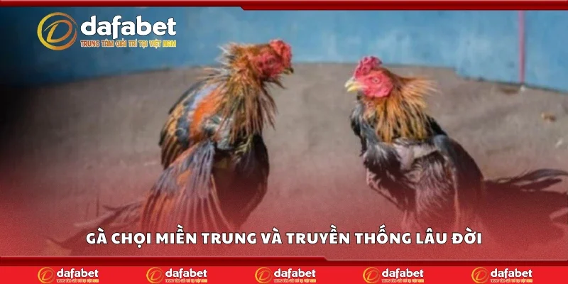 Gà chọi miền Trung và truyền thống lâu đời