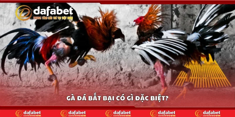 Gà đá bất bại có gì đặc biệt?