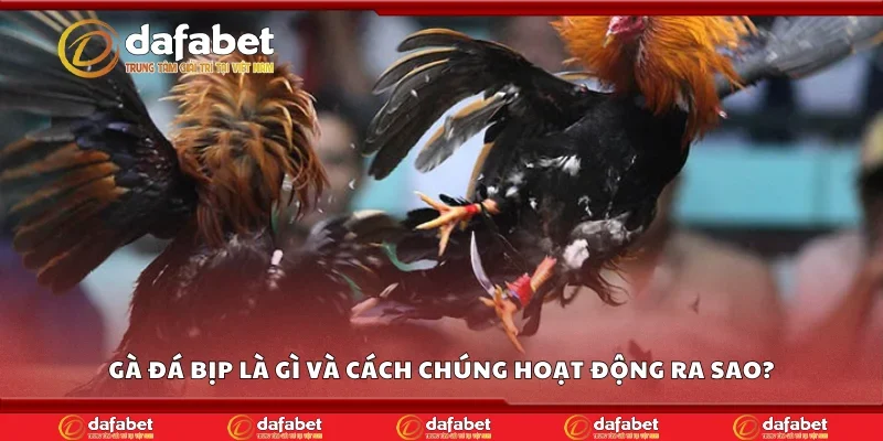Gà đá bịp là gì và cách chúng hoạt động ra sao?