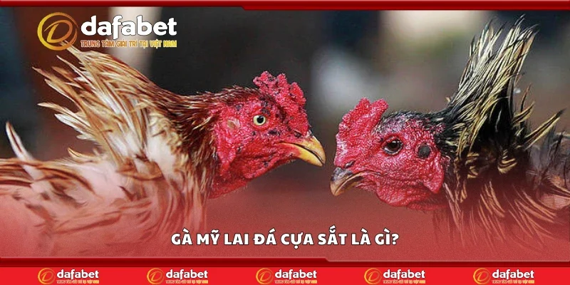 Gà Mỹ lai đá cựa sắt là gì?
