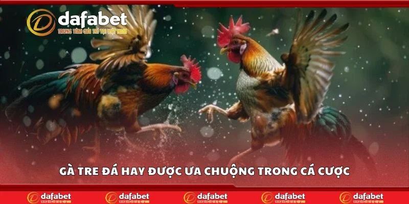 Gà tre đá hay được ưa chuộng trong cá cược