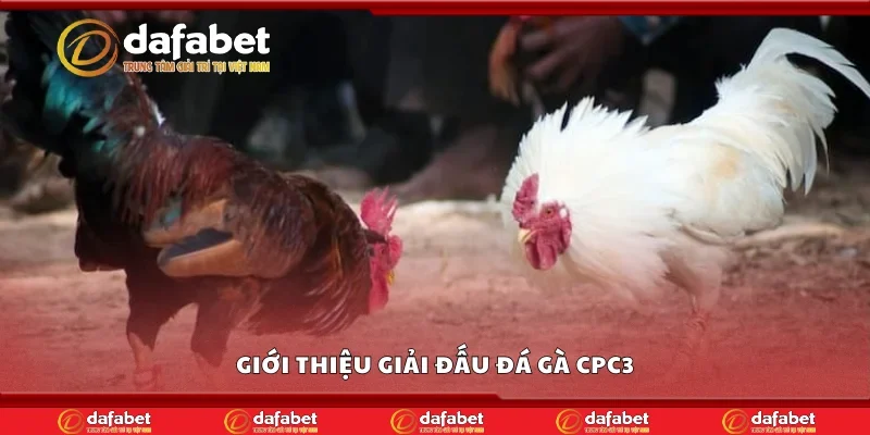Giới thiệu giải đấu đá gà CPC3