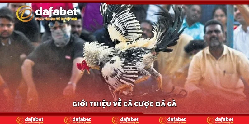 Giới thiệu về cá cược đá gà
