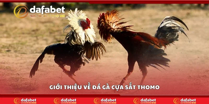 Giới thiệu về đá gà cựa sắt Thomo