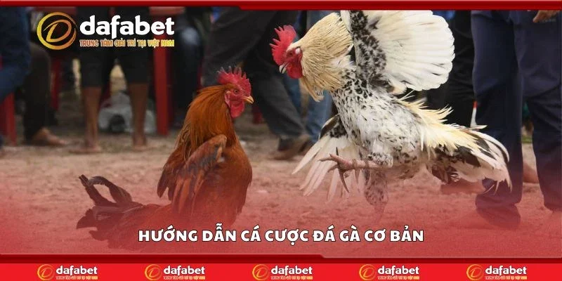 Hướng dẫn cá cược đá gà cơ bản