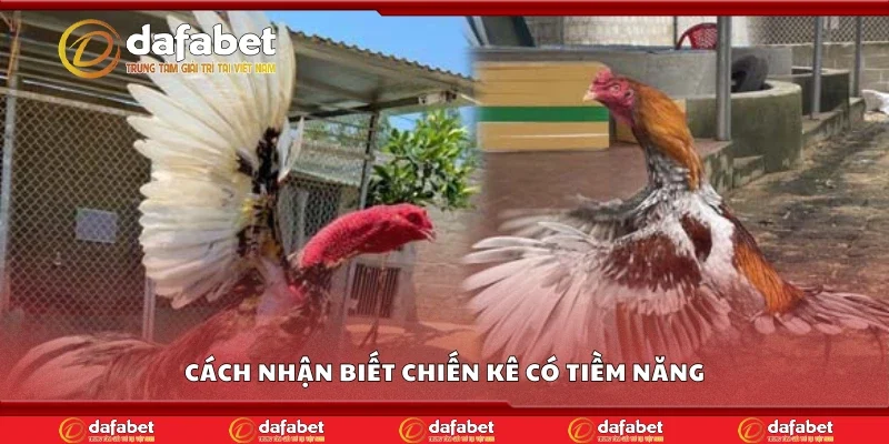 Hướng dẫn cách nhận biết chiến kê có tiềm năng