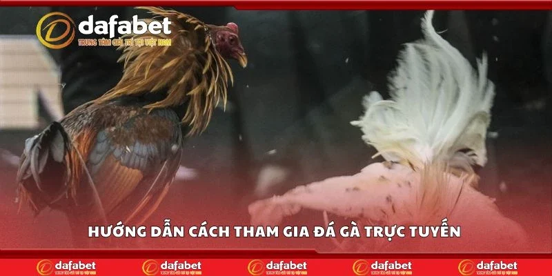 Hướng dẫn cách tham gia đá gà trực tuyến 