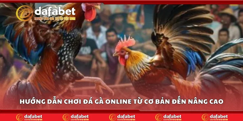 Hướng dẫn chơi đá gà online từ cơ bản đến nâng cao