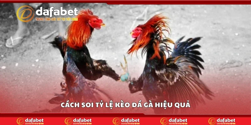 Hướng dẫn soi tỷ lệ kèo đá gà hiệu quả
