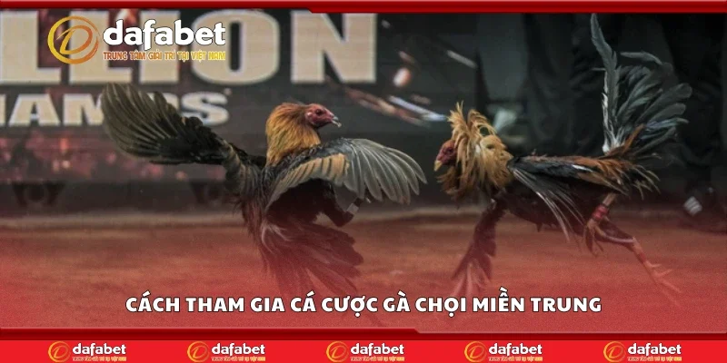 Khám phá cách tham gia cá cược gà chọi miền Trung
