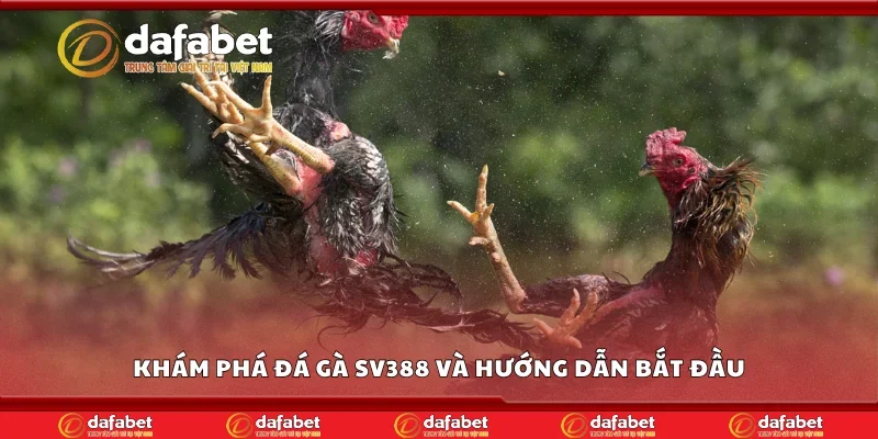Khám phá đá gà SV388 và hướng dẫn bắt đầu