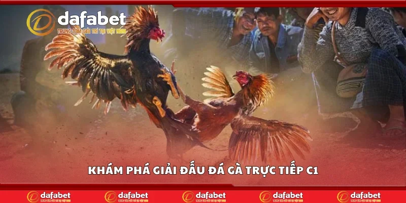 Khám phá giải đấu đá gà trực tiếp C1 