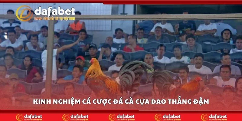 Kinh nghiệm cá cược đá gà cựa dao thắng đậm