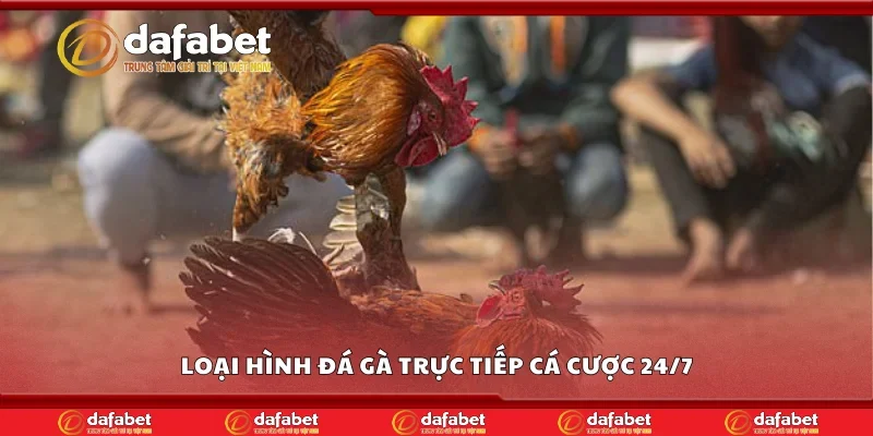 Loại hình đá gà trực tiếp cá cược 24/7