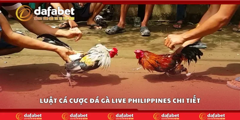 Luật cá cược đá gà live Philippines chi tiết