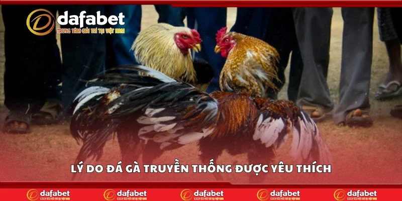 Lý do đá gà truyền thống được yêu thích