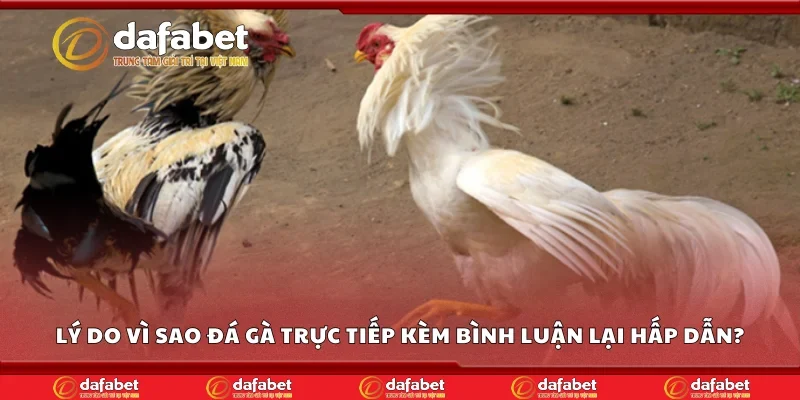 Lý do vì sao đá gà trực tiếp kèm bình luận lại hấp dẫn?