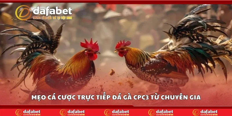 Mẹo cá cược trực tiếp đá gà CPC3 từ chuyên gia