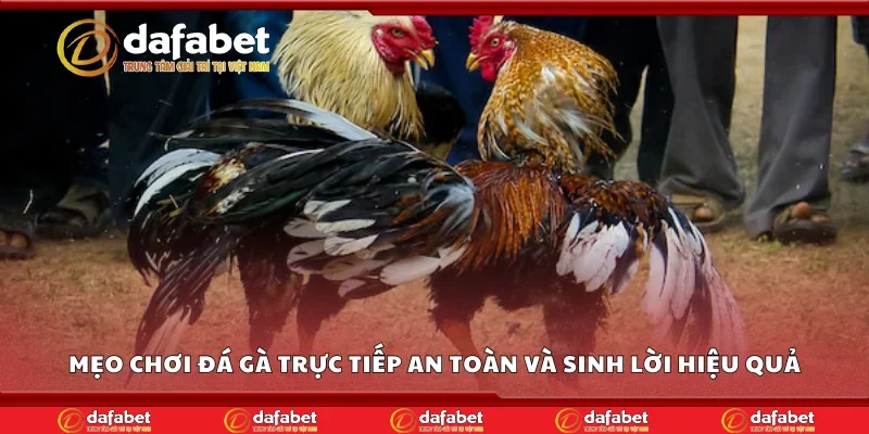 Mẹo chơi đá gà trực tiếp an toàn và sinh lời hiệu quả