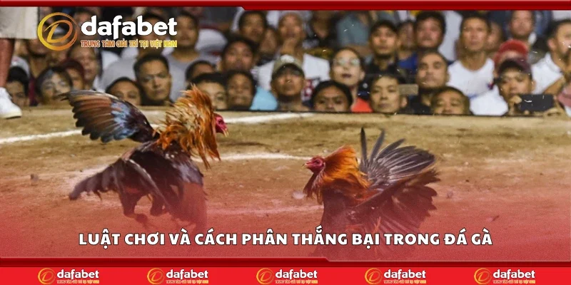 Luật chơi và cách phân thắng bại trong đá gà