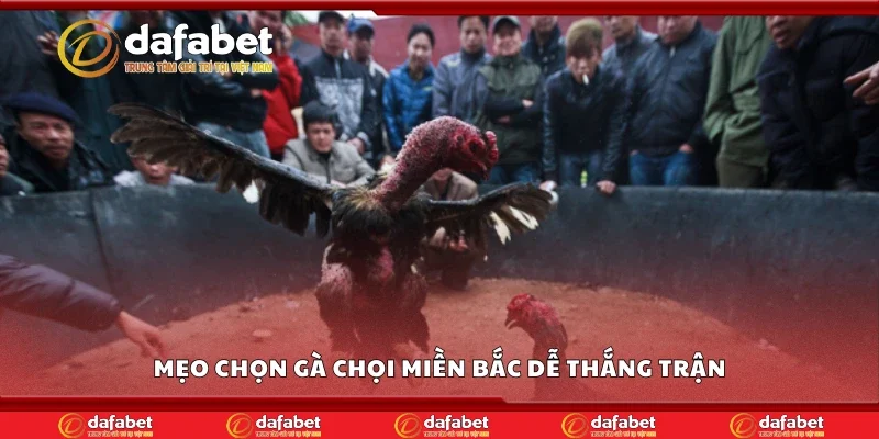 Mẹo chọn gà chọi miền Bắc dễ thắng trận