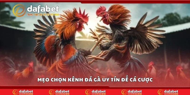Mẹo chọn kênh đá gà uy tín để cá cược