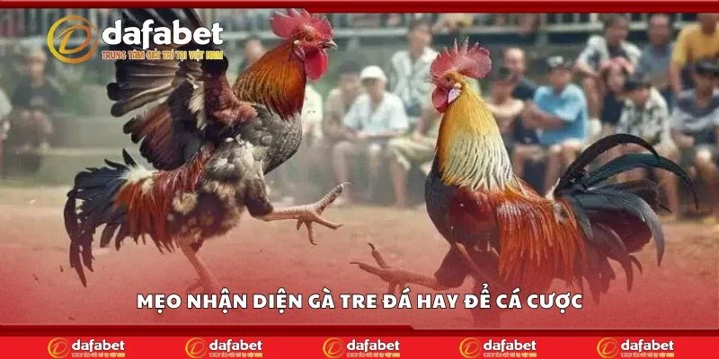 Mẹo nhận diện gà tre đá hay để cá cược