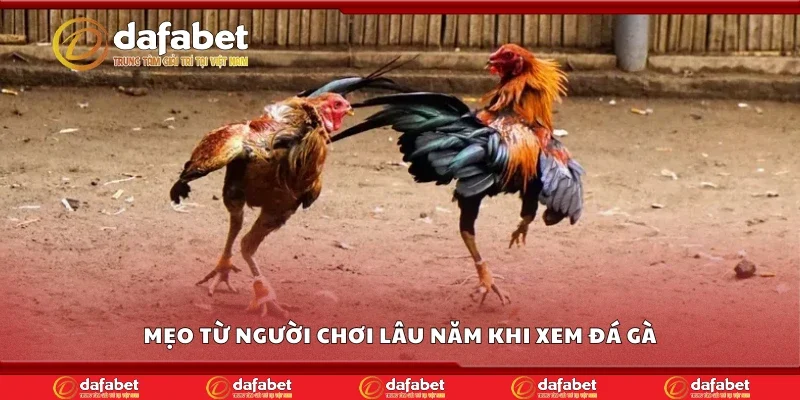 Mẹo từ người chơi lâu năm khi xem đá gà