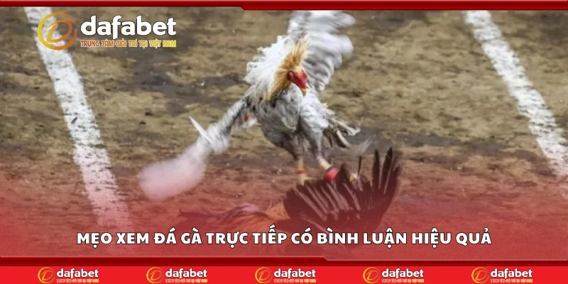 Mẹo xem đá gà trực tiếp có bình luận hiệu quả
