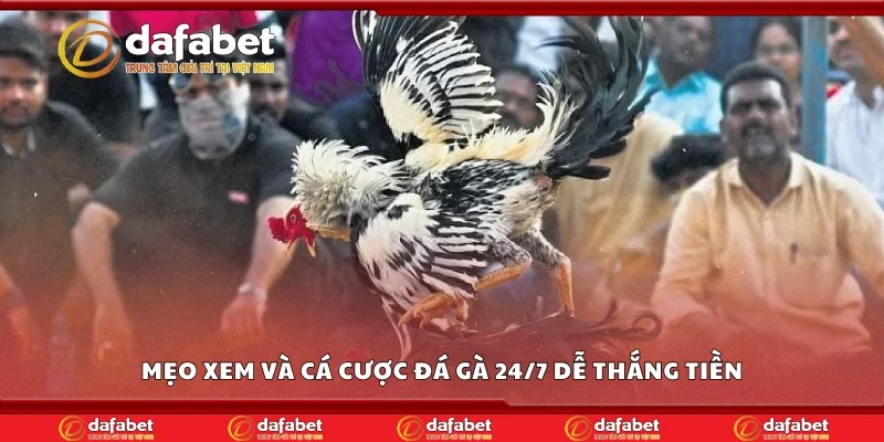 Mẹo xem và cá cược đá gà 24/7 dễ thắng tiền