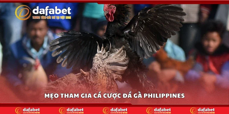 Một số mẹo tham gia cá cược đá gà Philippines