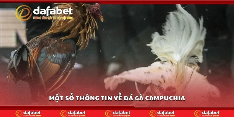 Một số thông tin về đá gà Campuchia