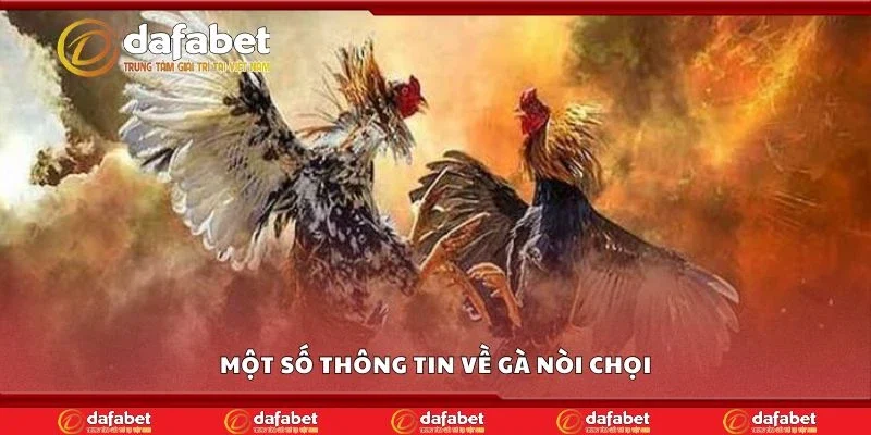 Một số thông tin về gà nòi chọi