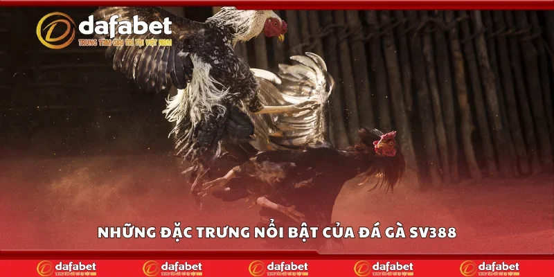 Những đặc trưng nổi bật của đá gà SV388