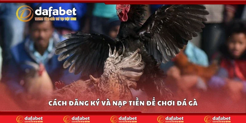 Những lưu ý quan trọng khi chơi đá gà online