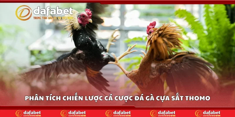 Phân tích chiến lược cá cược đá gà cựa sắt Thomo