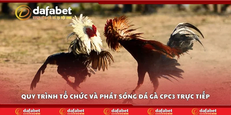 Quy trình tổ chức và phát sóng đá gà CPC3 trực tiếp